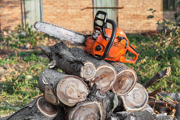 The Steps Involved in Our Tree Care Process in Roseau, MN